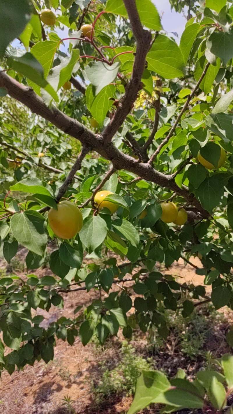 500多亩山区珍珠油杏，露天温差大，甜度高