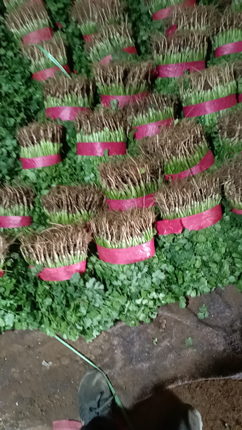 大叶香菜