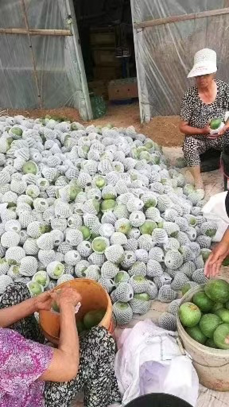 山西甜瓜绿博特甜瓜大量供应产地直发质量保证