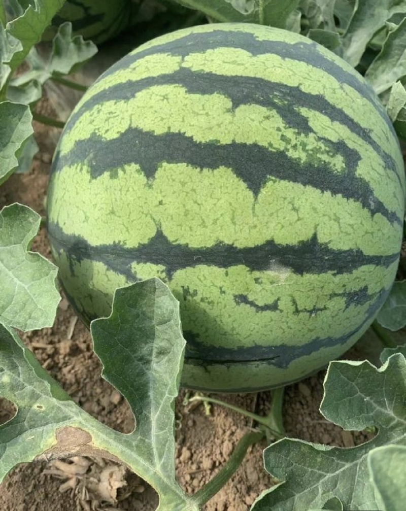 夏宝夏乐甜蜜蜜