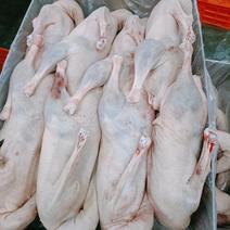 精品白条鹅大量供应保质保量对接全国市场量大从优欢迎咨询