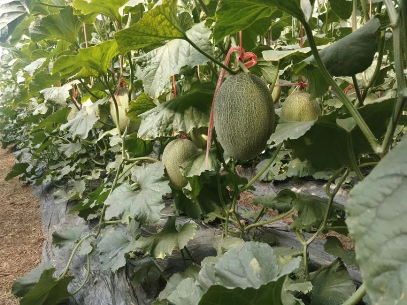 山东德州晓蜜25，牛三蜜瓜即上市，需要的大老提前联系。
