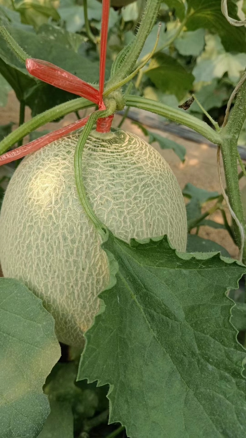 山东德州晓蜜25，牛三蜜瓜即上市，需要的大老提前联系。