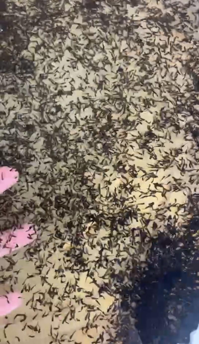 牛蛙苗，厂家直发，大量有货，欢迎各位老板咨询采购