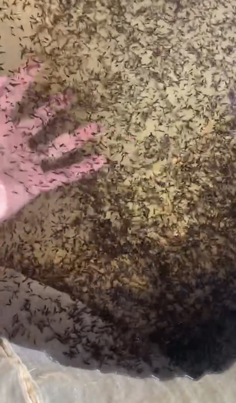 牛蛙苗，厂家直发，大量有货，欢迎各位老板咨询采购