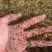 牛蛙苗，厂家直发，大量有货，欢迎各位老板咨询采购