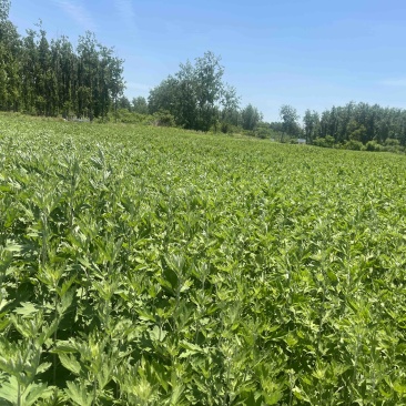 新鲜艾草菖蒲草基地发货质量保证诚信经营欢迎咨询