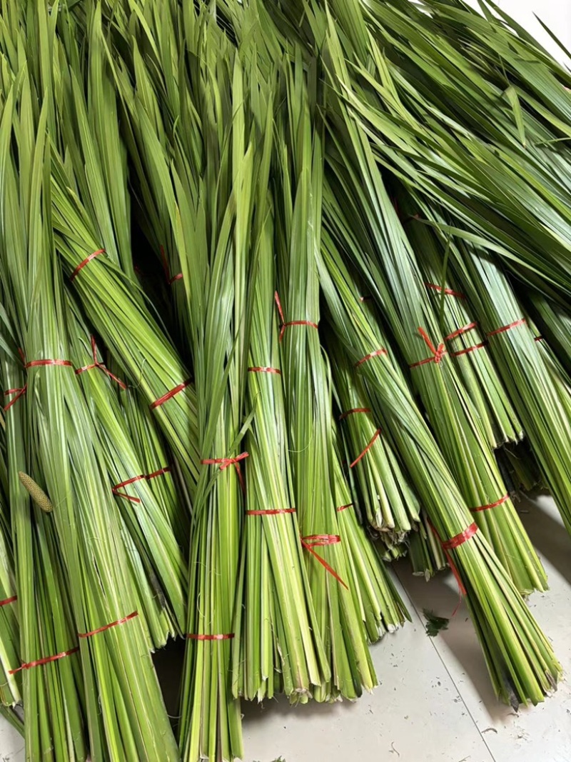 新鲜艾草菖蒲草基地发货质量保证诚信经营欢迎咨询