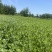 新鲜艾草菖蒲草基地发货质量保证诚信经营欢迎咨询