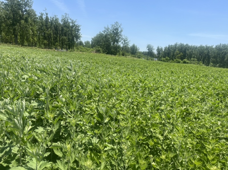 新鲜艾草菖蒲草基地发货质量保证诚信经营欢迎咨询