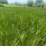 新鲜艾草菖蒲草基地发货质量保证诚信经营欢迎咨询