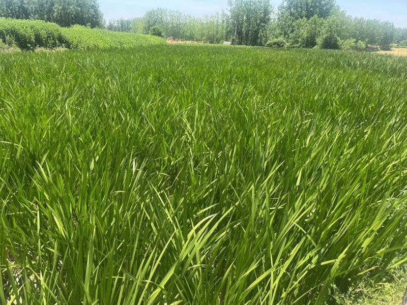 新鲜艾草菖蒲草基地发货质量保证诚信经营欢迎咨询