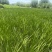 新鲜艾草菖蒲草基地发货质量保证诚信经营欢迎咨询