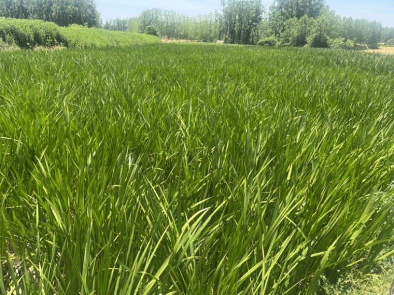 新鲜艾草菖蒲草基地发货质量保证诚信经营欢迎咨询