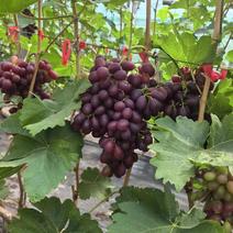 精品葡萄巨盛一号葡萄货源充足量大从优质量保证欢迎咨询