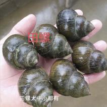 田螺厚壳精选原产地直销长期供应提供钓鱼螺石螺
