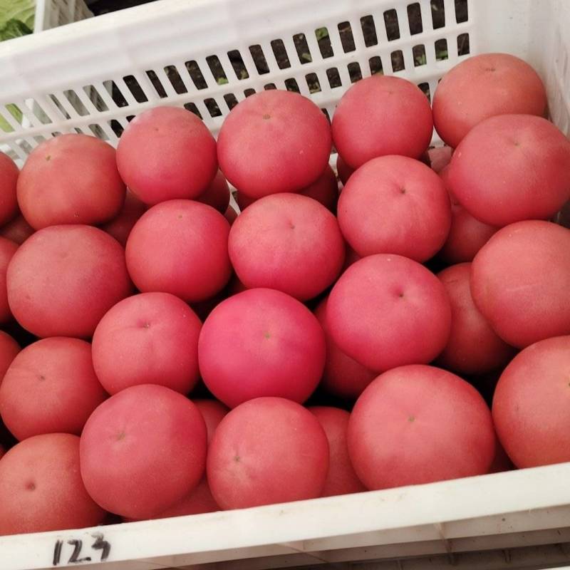 西红柿