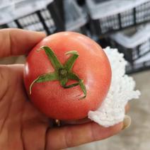 硬粉西红柿，自家基地种植，口感鲜美，欢迎大家选购。