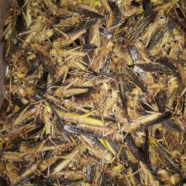 蚂蚱自家养殖蝗虫高蛋白质量保证欢迎下单采购