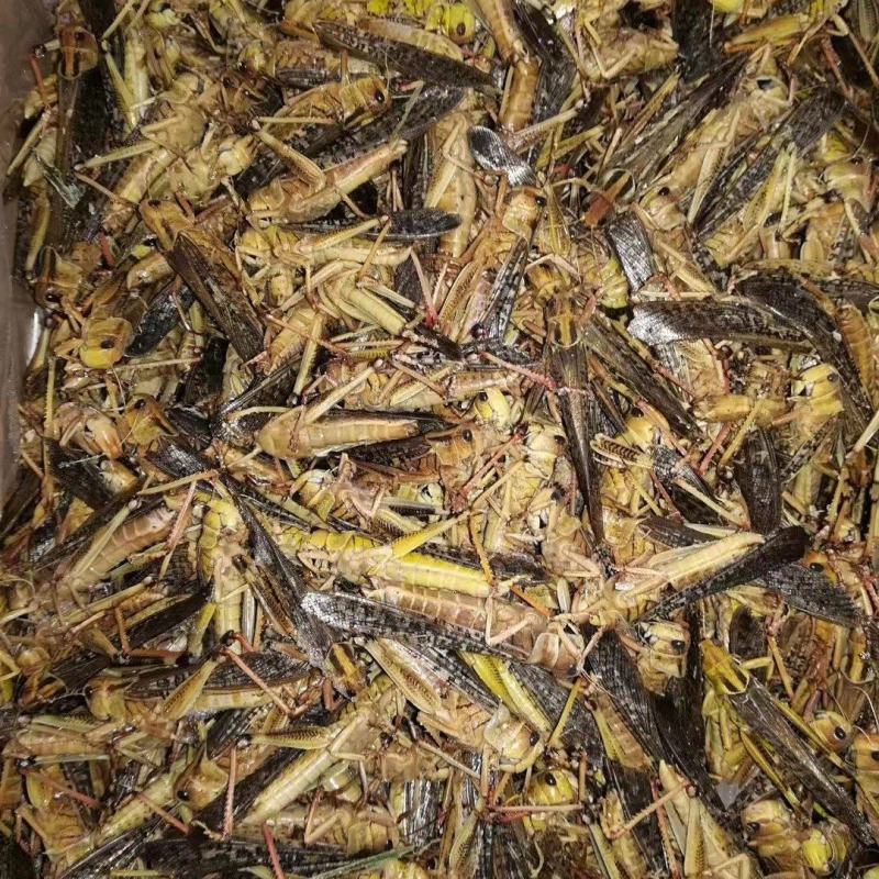 蚂蚱自家养殖蝗虫高蛋白质量保证欢迎下单采购