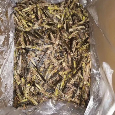 蚂蚱蝗虫自家养殖质量保证加工厂批发欢迎来电咨询下单