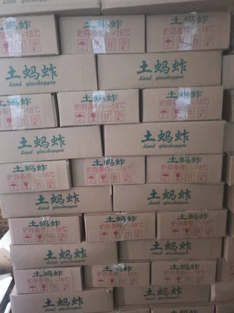 蚂蚱蝗虫自家养殖质量保证加工厂批发欢迎来电咨询下单
