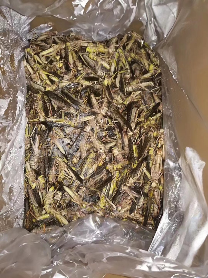 蚂蚱蝗虫自家养殖质量保证加工厂批发欢迎来电咨询下单