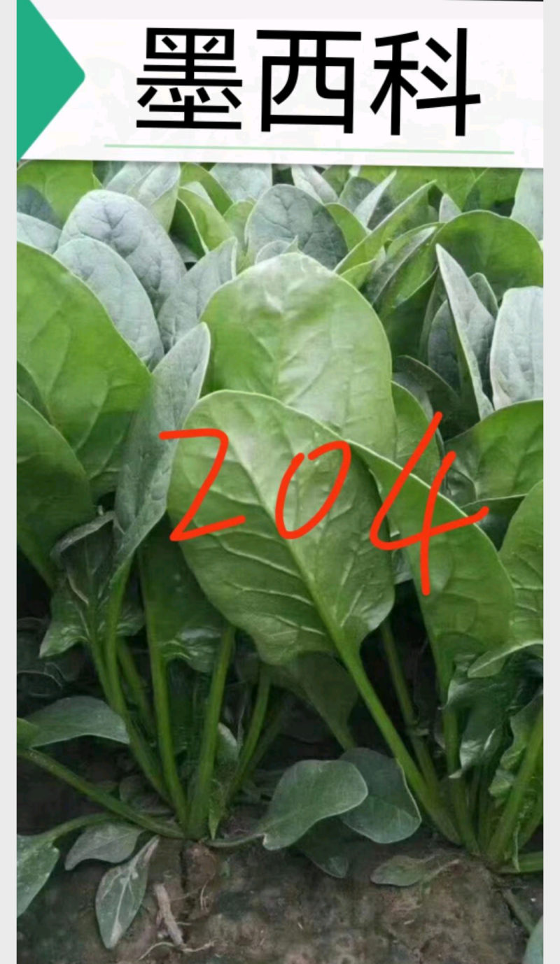 麦巴赫6000菠菜种子深绿光亮抗寒耐抽苔