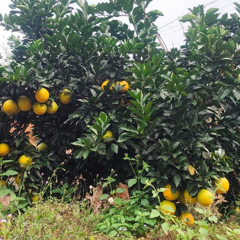 正宗江西赣南脐橙新鲜水果整箱当季赣州发货量大从优