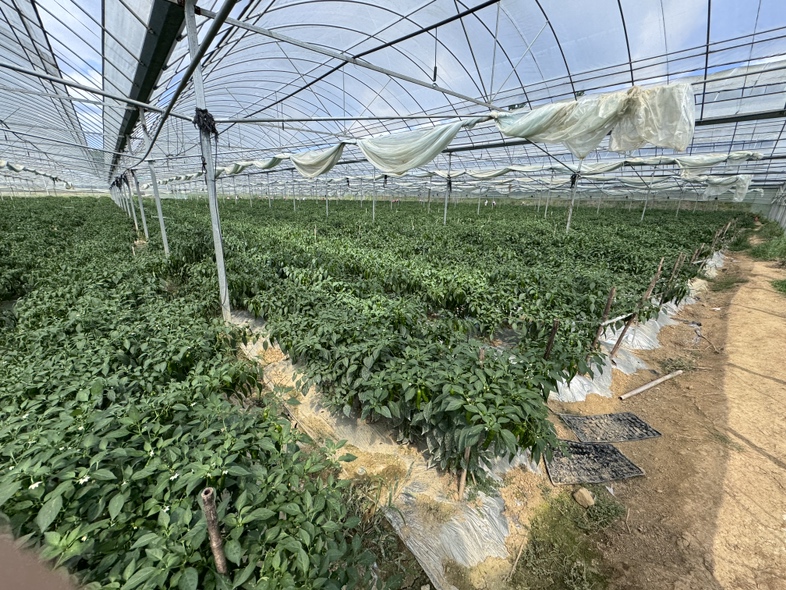 海南红椒主要产区地理分布图