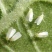 正介22.4%螺虫乙酯柑橘介壳虫烟粉虱白杀卵杀虫剂农药