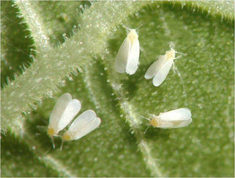 正介22.4%螺虫乙酯柑橘介壳虫烟粉虱白杀卵杀虫剂农药