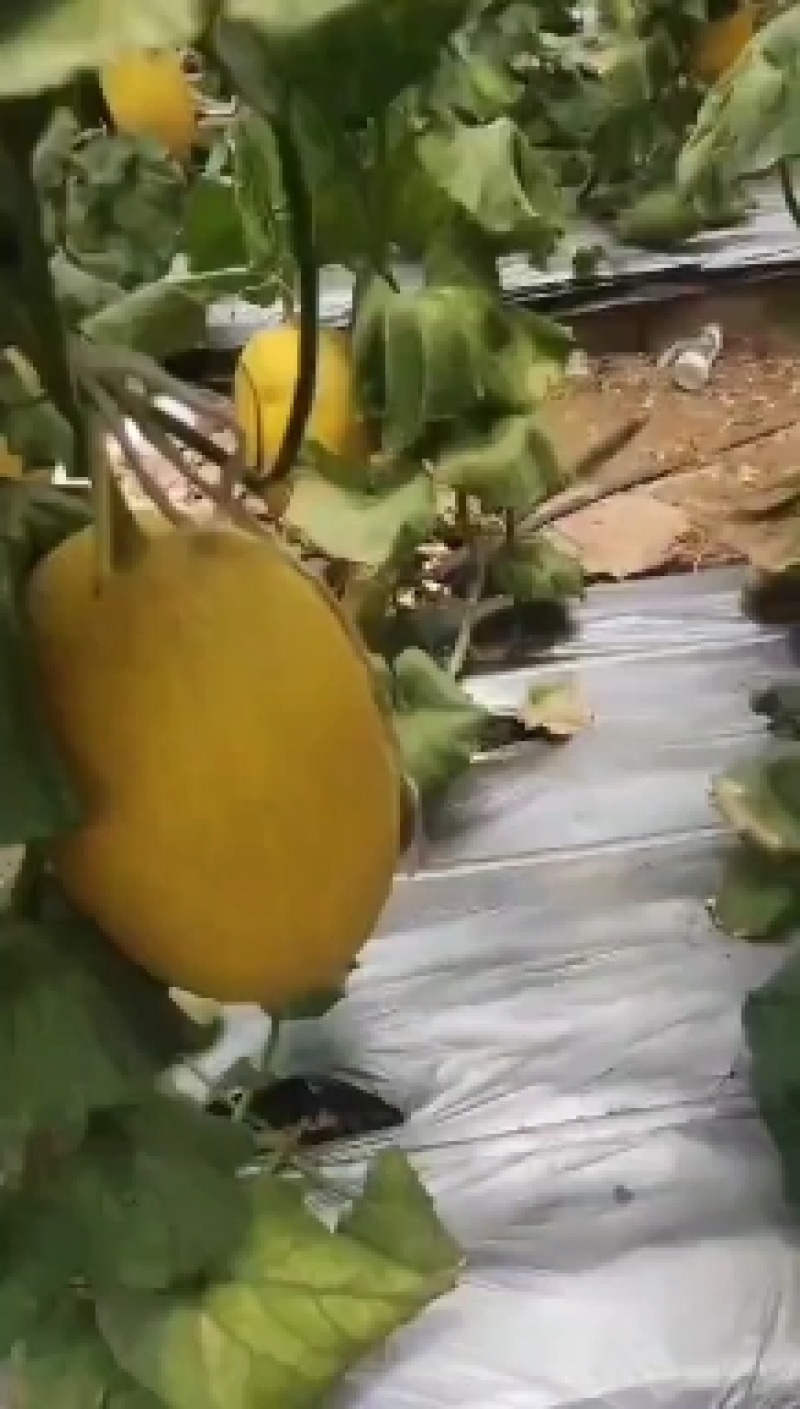 广西大棚黄皮哈蜜瓜皮薄肉厚够脆够甜