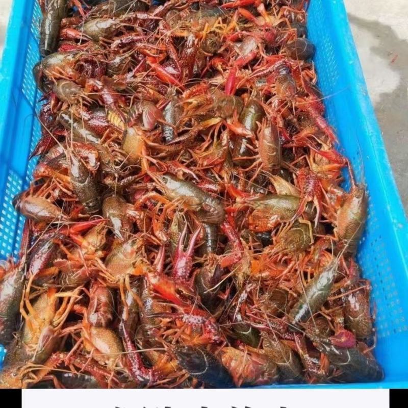 小龙虾大量上市，量大优惠欢迎新老客户前来合作，