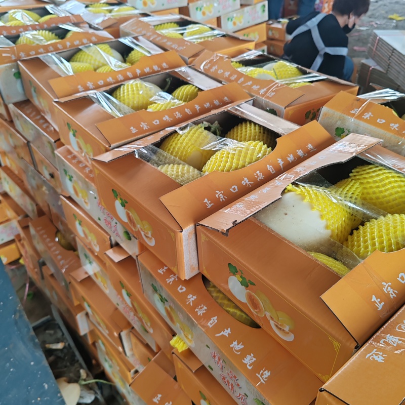 精品电商小白甜瓜大量价格便宜欢迎质询