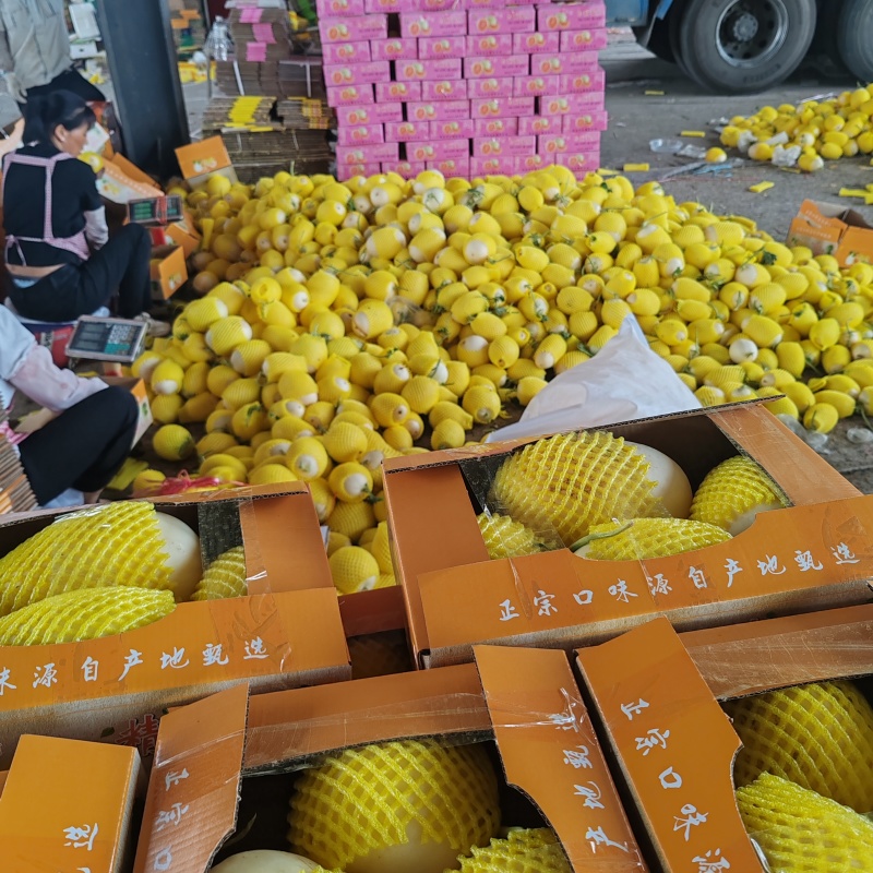精品电商小白甜瓜大量价格便宜欢迎质询
