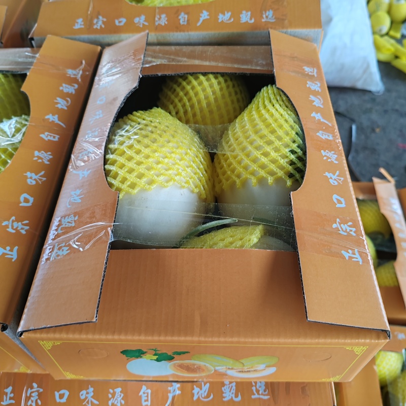 精品电商小白甜瓜大量价格便宜欢迎质询