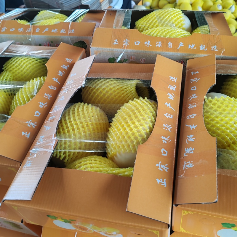 精品电商小白甜瓜大量价格便宜欢迎质询