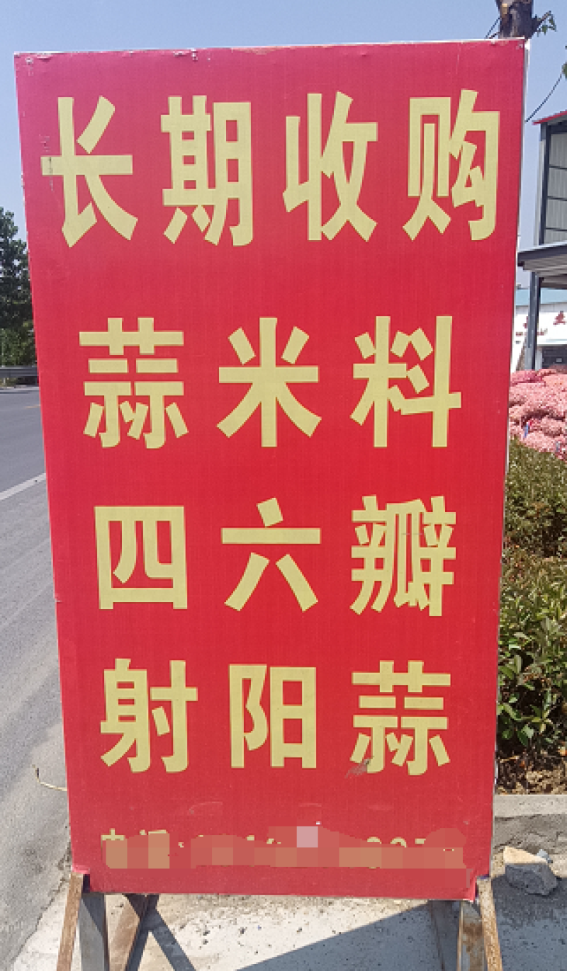 精品四六瓣大蒜白皮蒜新品上市质量保证品种纯正假一赔十