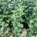 新鲜艾草菖蒲草基地发货质量保证诚信经营欢迎咨询