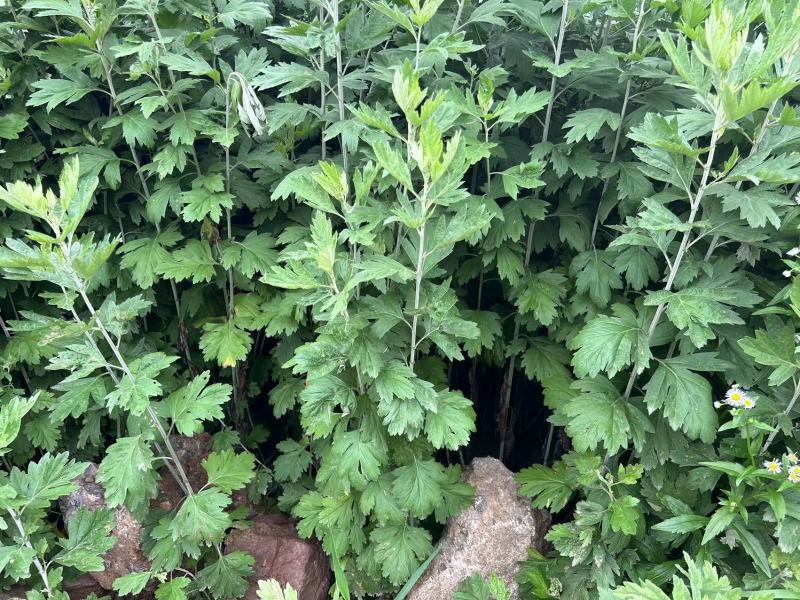 新鲜艾草菖蒲草基地发货质量保证诚信经营欢迎咨询