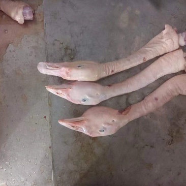 鹅头