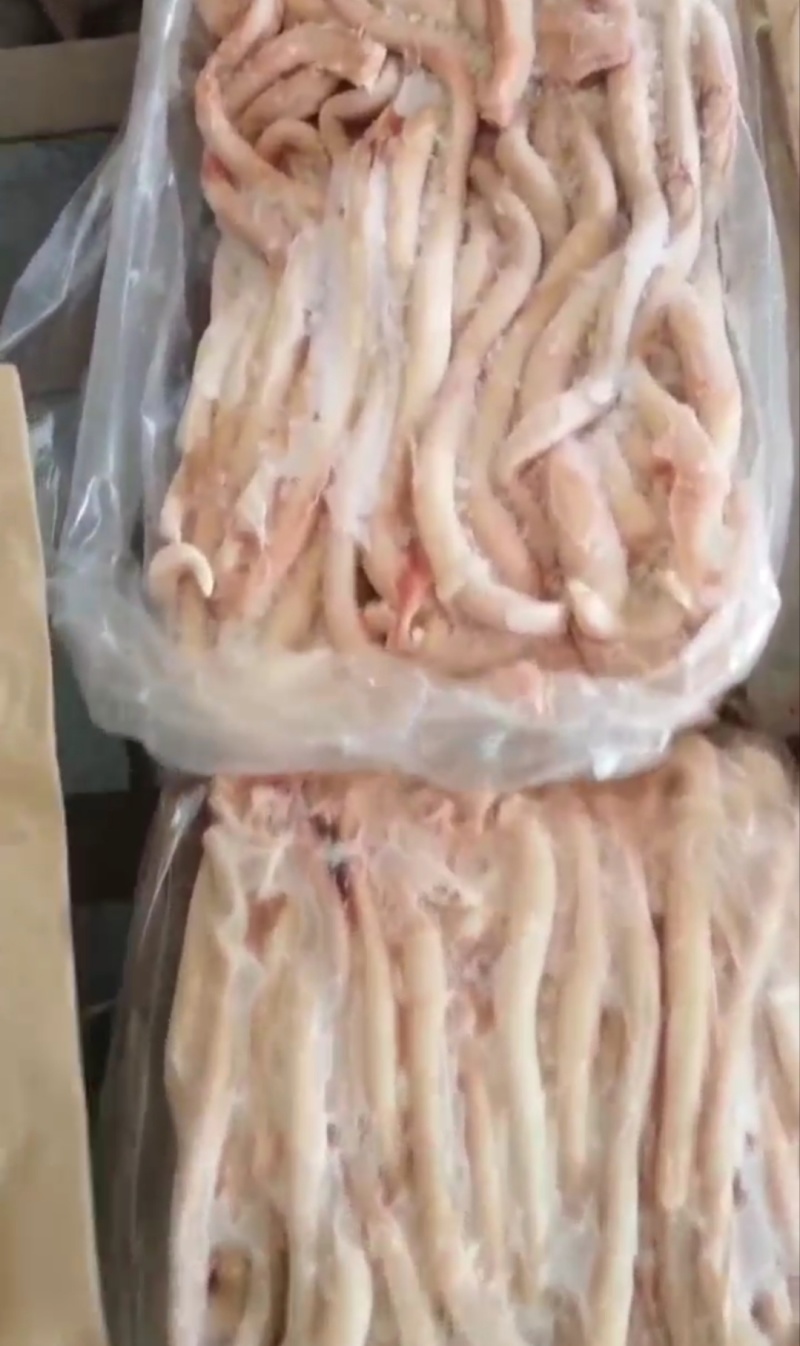 大公猪鞭