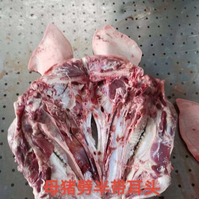 母猪劈半带耳头/去耳头