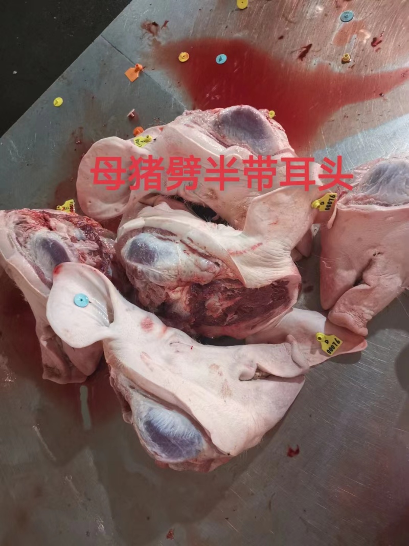 母猪劈半带耳头/去耳头