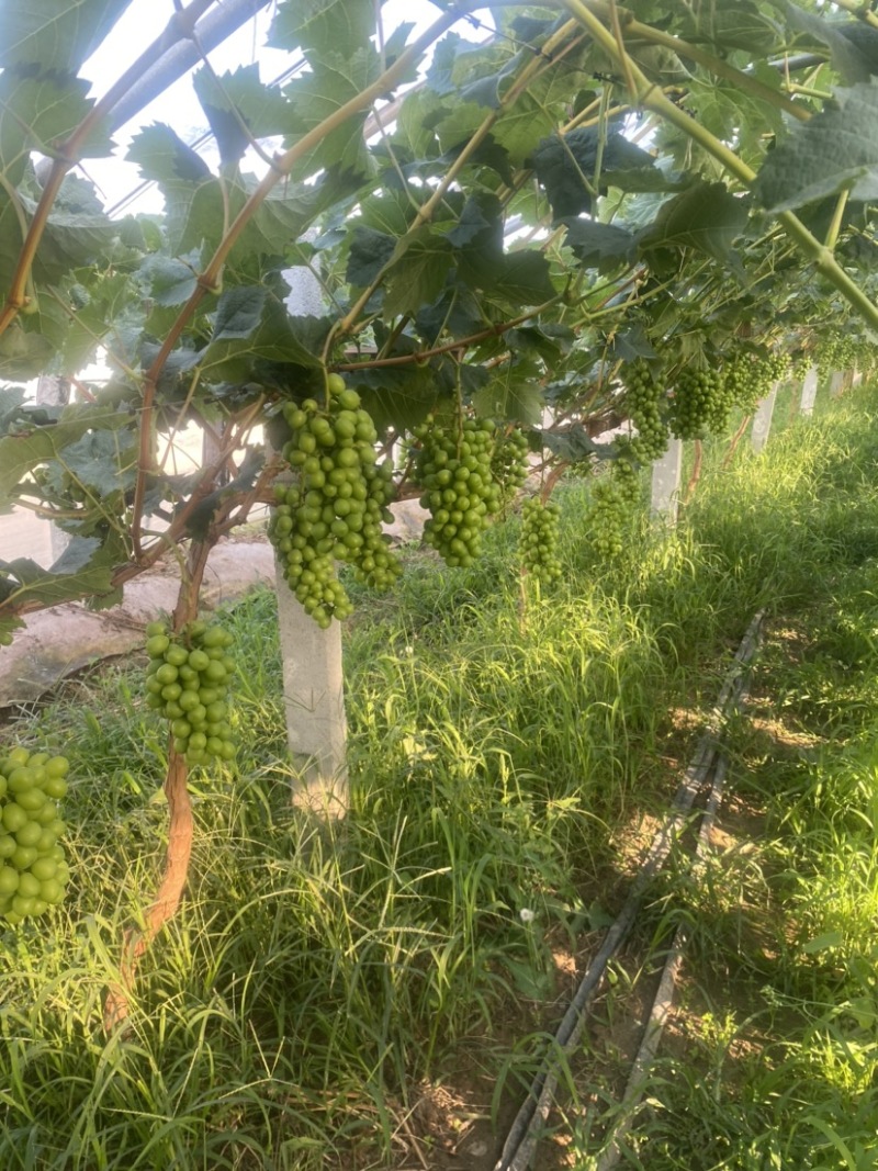 莱西市冬暖棚阳光玫瑰葡萄陆续上市，欢迎老板来实地看货