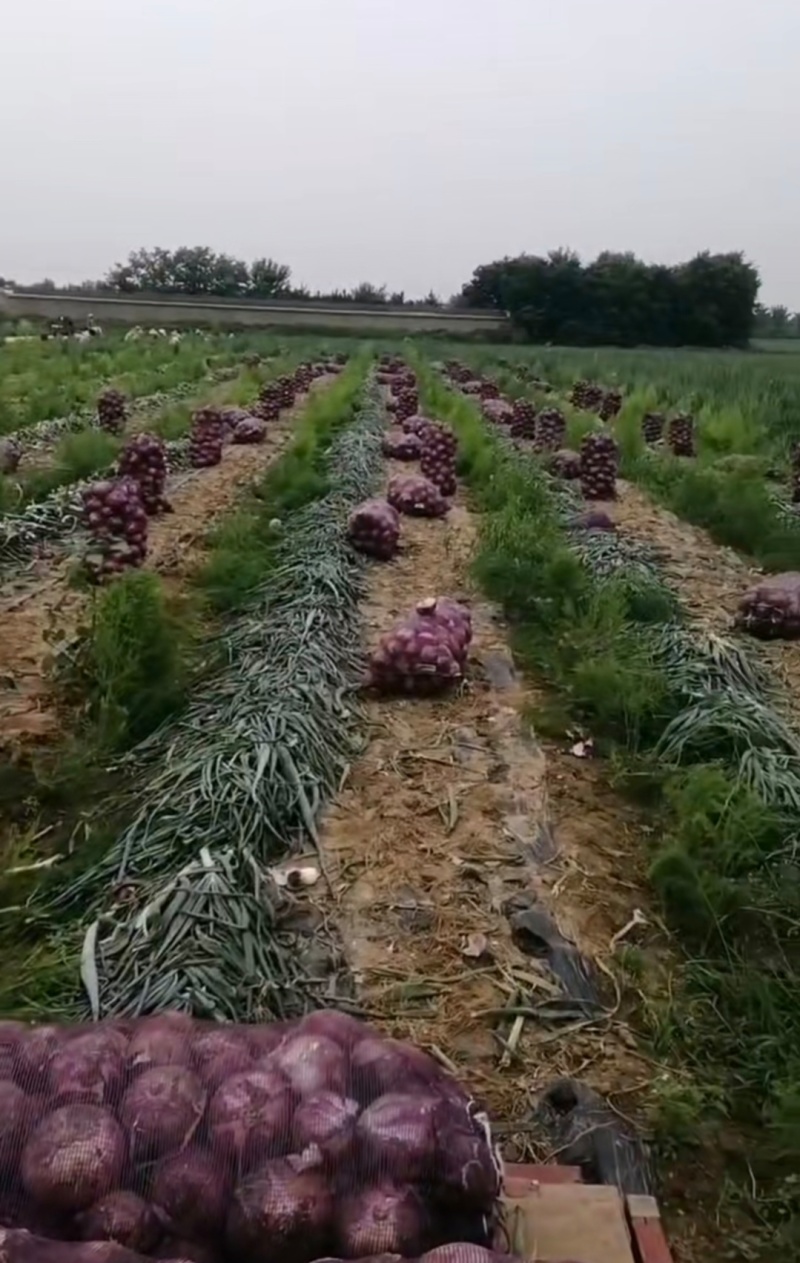 推荐洋葱红皮洋葱产地货源充足实力代发全国商超