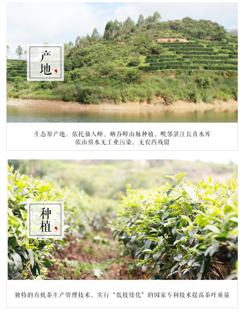 茗皇金萱茶200克包