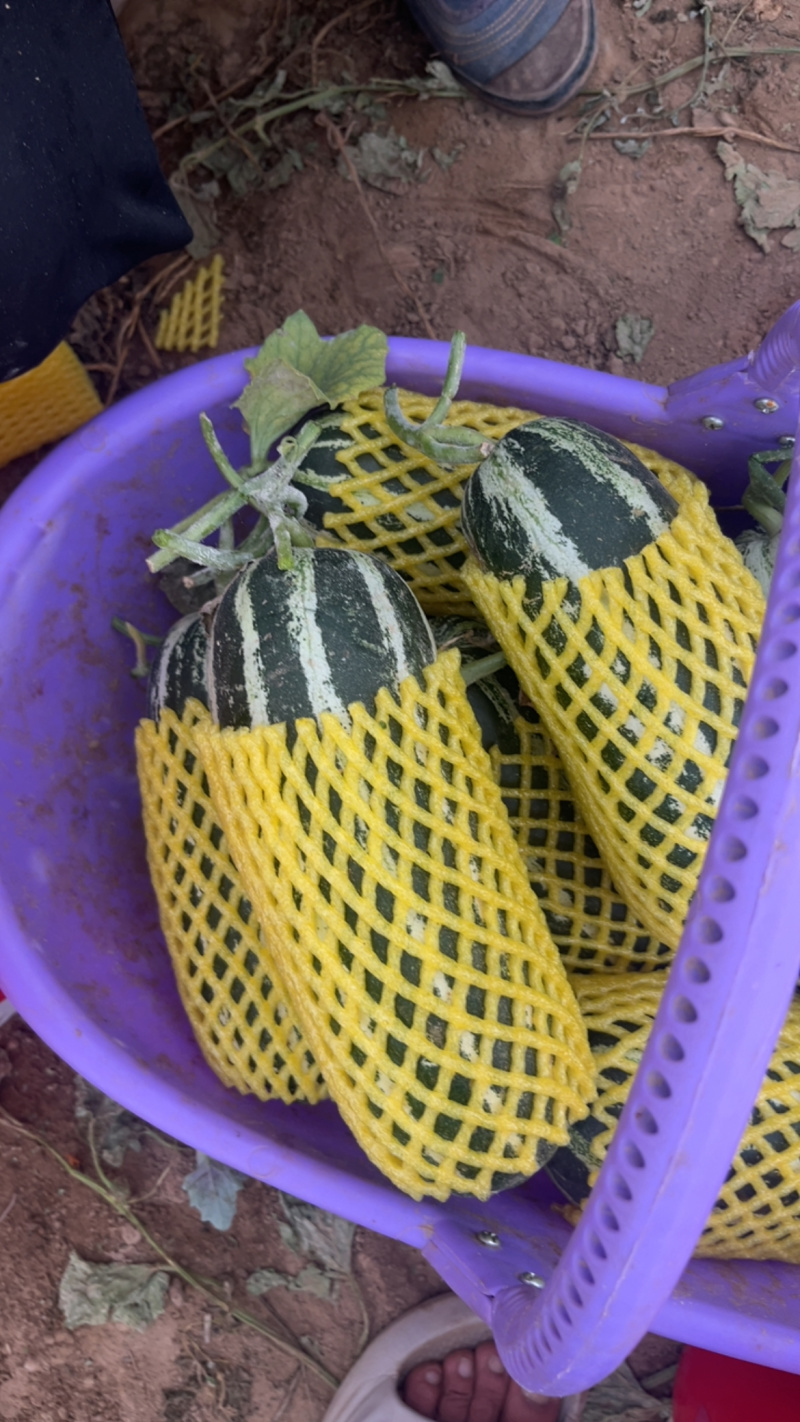博洋9号陕西渭南产地直发，一手货源视频看货对接全国
