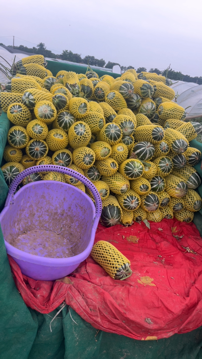 博洋9号陕西渭南产地直发，一手货源视频看货对接全国